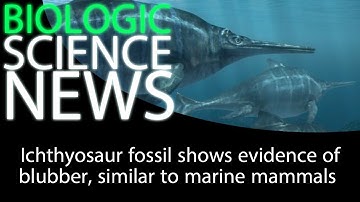Science News - Ichthyosaur fossil shows evidence of blubber, similar to marine mammals