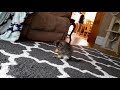 Lou kitten playing