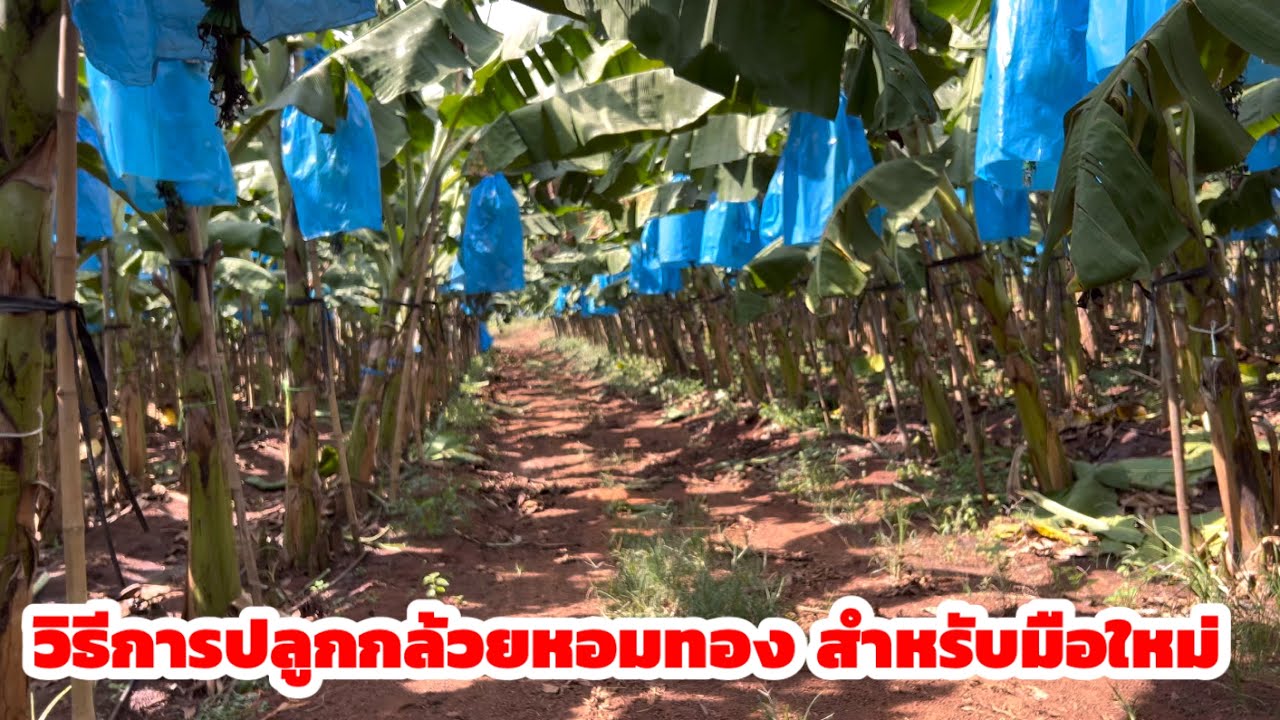 วิธีการปลูกกล้วยหอมทอง สำหรับมือใหม่ จะเริ่มต้นอย่างไร มาฟังจากผู้ที่ปลูกมา 8 ปี สามารถส่งออกได้