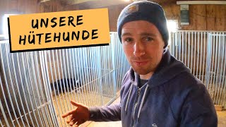 Vorstellung unserer Hütehunde | Hundewelpen | DEICHVLOG #59