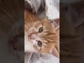 #reels #cat #yavruhayvanlar #kedi #kedde #kitten #cute #animals #catvideos #keşfet #kediler #love