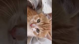 #reels #cat #yavruhayvanlar #kedi #kedde #kitten #cute #animals #catvideos #keşfet #kediler #love