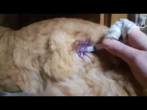 Лечение кота. #2. Закладывание мази в рану.