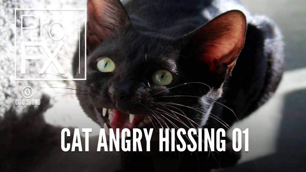 Звуки злых котов слушать. I WAV you Cat.