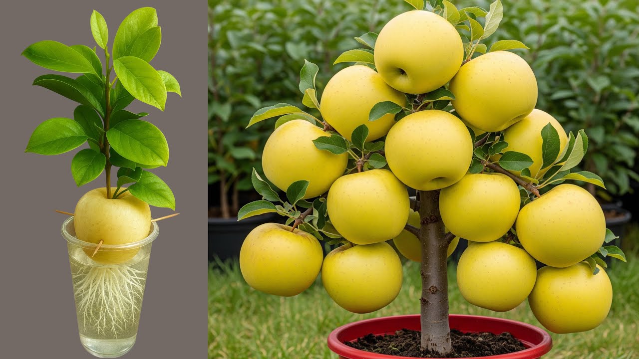 Great Technique For Grafting Apple Fruit To Apple Trees Using With Aloe Vera 