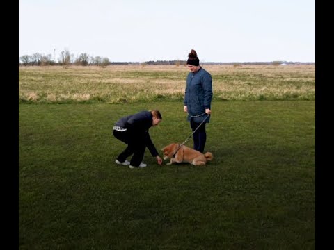 Video: Sådan holder du din hund af gøen hos alle