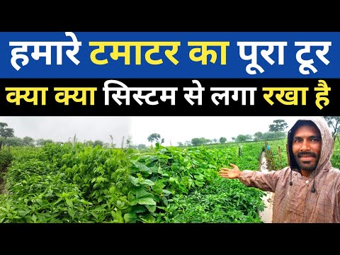 टमाटर टूर 2025 | ऐसे सिस्टम से टमाटर के साथ इतने प्रकार की सब्जी लगा हुआ कही नहीं देखे होंगे 🤔