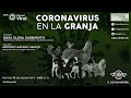 Coronavirus en la granja