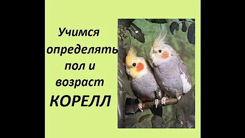 Определение пола и возраста корелл. Половой диморфизм корелл.