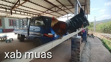 los peb saib qaib dib ua ke os ib tsoom phooj ywg (20/03/2023)