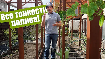 Полив огурцов: сколько воды нужно на одно растение?