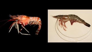Différence entre les crevettes et les crevettes
