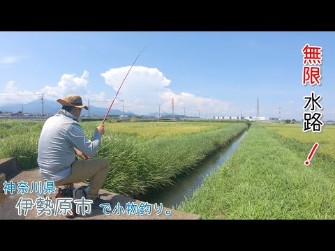 Japanese accessory fishing - YouTube