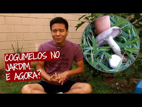 Vídeo: Quais São Os Sinais De Plantas Em Cogumelos