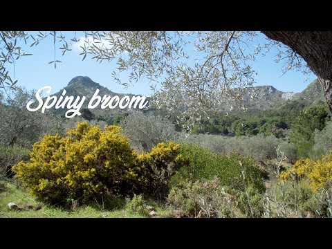 The Andalucian Spiny