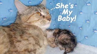 Foster Mom Cat Protects the SCARED Adopted Kitten She Loves, POOR KITTEN Nursed by Foster MOM CAT