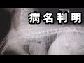 病院で咳の原因判明しました・・・【トイプードル】[4K]