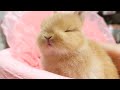赤ちゃんうさぎの寝落ちの瞬間が可愛すぎた...