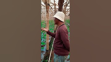 Thumbnail of TEKNIK PEMBUNGAAN MELON PADA GREENHOUSE BAMBU ON FIELD.