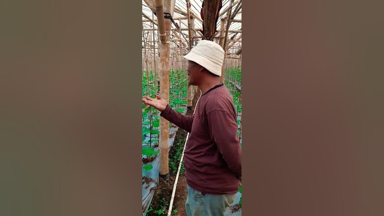 TEKNIK PEMBUNGAAN MELON PADA GREENHOUSE BAMBU ON FIELD. TEKNIK PEMBUNGAAN MELON PADA GREENHOUSE BAMBU ON FIELD.