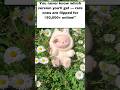 labubu doll kya hai??🤔#labubu#labubuviral#labubupopmart#labubucraze#labubuart#labubuindia#yt