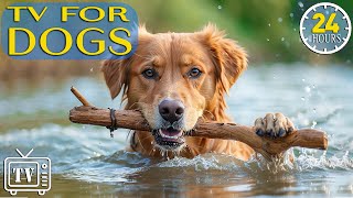 Best Fun & Relaxing TV for Dogs: Videos for Dogs to Prevent Boredom With Dog Music - Calming Dogs!
