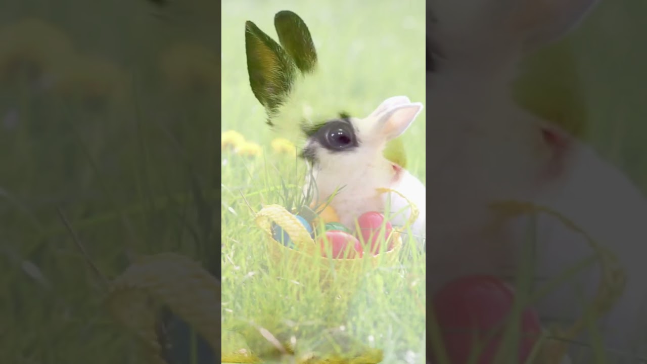 Assista a Cute Bunnies - Relaxing Music for Sleep, Healing, Concentration, Work, Study 🌞#kittens #animals #spa no YouTube Assista a Cute Bunnies - Relaxing Music for Sleep, Healing, Concentration, Work, Study 🌞#kittens #animals #spa no YouTube