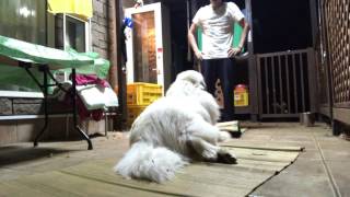 アラン格下には従わない greatpyrenees グレートピレニーズ
