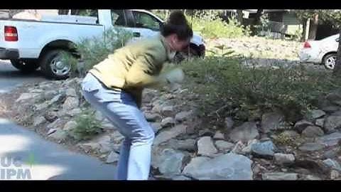 Finding and treating yellowjacket nests