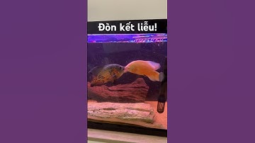 Cá tai tượng châu phi đánh nhau cực căng! #animals #trendingshorts #fish