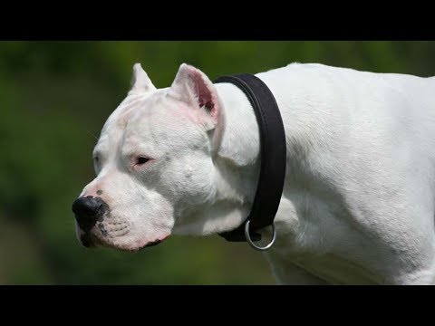 DOGO ARGENTINO - A NOBRE RAÇA! UM CÃO FORTE, INTELIGENTE E