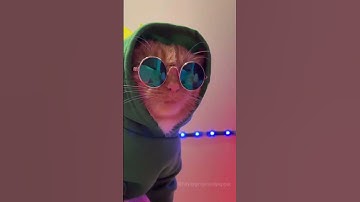 Thumbnail of Cat Club! #shorts30 #viral #catclub #shorts28