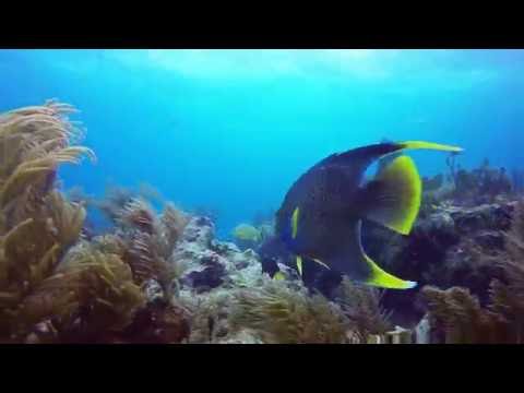 Florida Keys Underwater Paradise