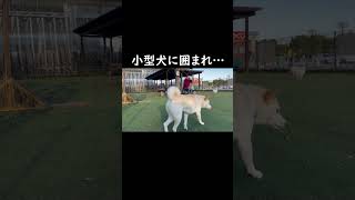 犬慣れしてない柴犬が小型犬に囲まれた結果こうなる🤣#shorts