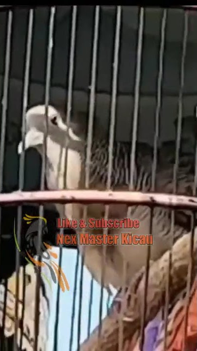 🔴 Suara Crystal Burung Perkutut Bangkok Usia 13 Bulan