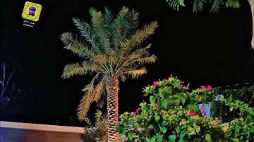 تلاوة خاشعة ومؤثرة من سورة طه للشيخ عبدالرحمن السديس 💙🌹