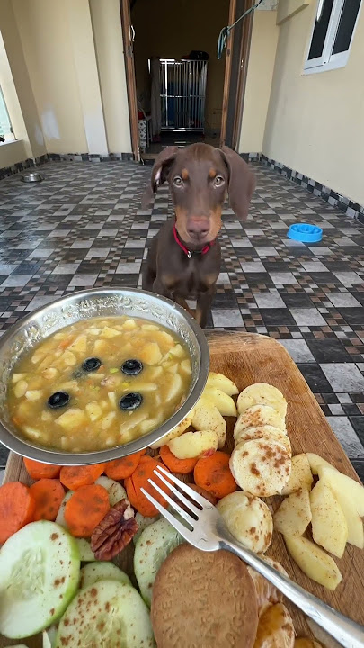 🥺 Dog food vs home?  food #pets #doberman