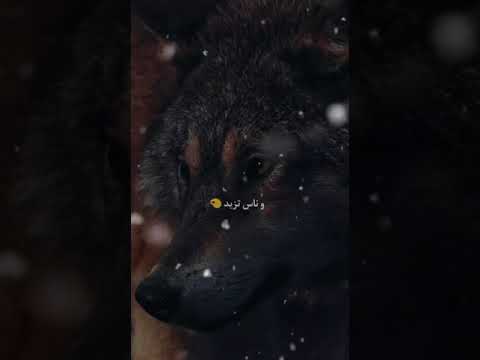 عايش كي الديب يا بابا Dak 