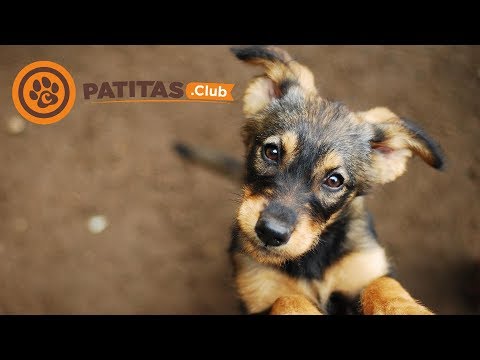 Video: 10 mascotas que debes adoptar, no comprar