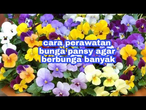 Video: Mengapa Bunga Dipanggil Pansies