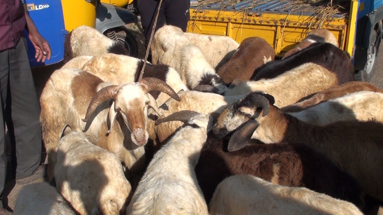Batawadi sheep and goats market Tumkur part #2