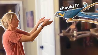 Will my new macaw FLY TO ME?? by BirdTricks 14,837 views 3 months ago 12 minutes, 10 seconds