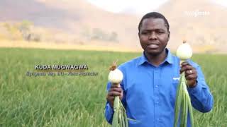 Syngenta Onion -  Zimbabwe