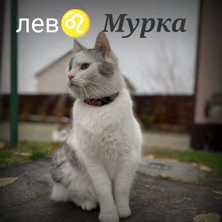 кто ты по знаку зодиака из Анука давайка 1 часть - YouTube