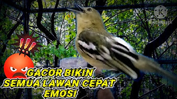 Berkat Sirtu ini,Banyak sirtu yang tadinya diem jadi ikutan gacor,dan rajin bunyi.