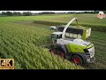 part 2 Cornharvest 2023  dronefootage Jennissen Claas jaguar 990 terra trac 900 orbis 3 fendt kaweco