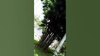 Subhanallah aku mencintainya