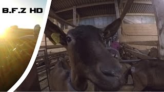 [GoPro] Les chèvres de West Goat | traite | robot de distribution aliment chèvre