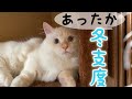 冬支度の準備を手伝う可愛い子猫と兄猫♪【短足マンチカンのコロン】