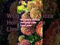 Niewielka Hortensja Litttle Lime Jane - wszystkie oblicza